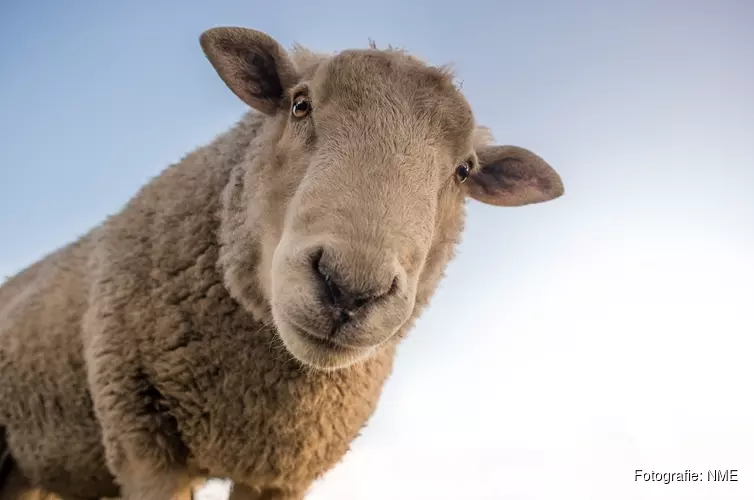 Baakbelevenis Dierverzorging op 30 september bij kinderboerderij De Baak