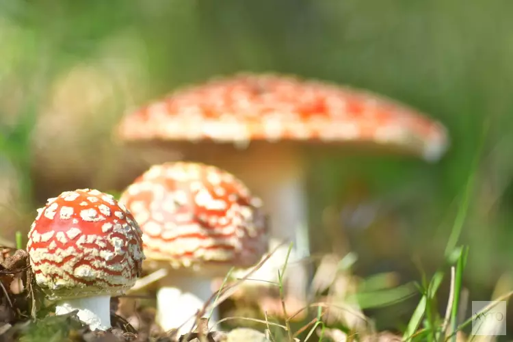 Paddenstoelen fotograferen met Evert-Jan Woudsma