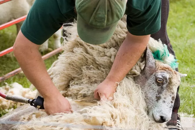 Leer over dierenvachten op Kinderboerderij De Baak