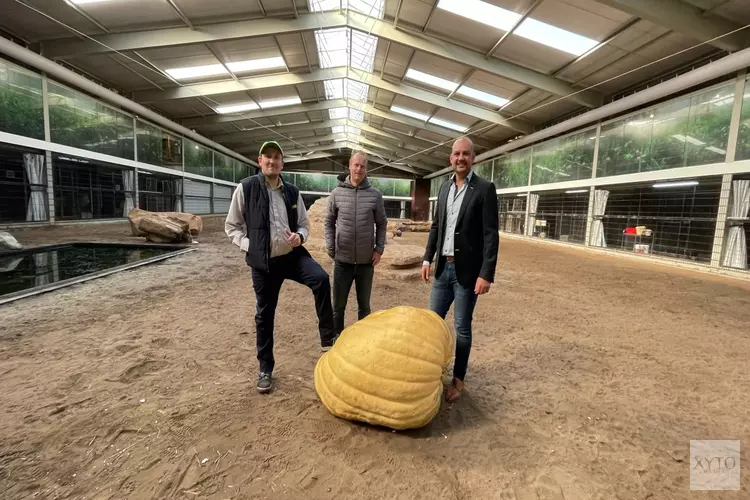 Makro Beverwijk doneert reuze pompoen aan leeuwenverblijf