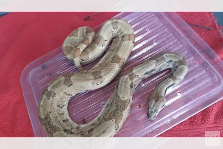 Van wie is deze Boa Constrictor?