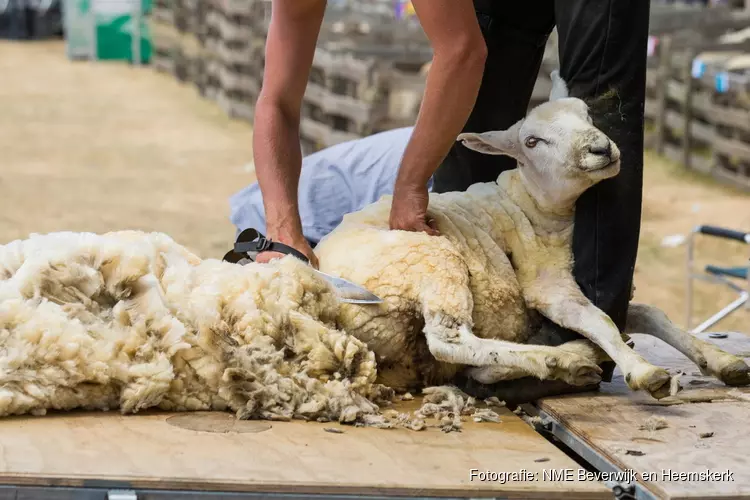 Er worden schapen geschoren bij Kinderboerderij de Baak