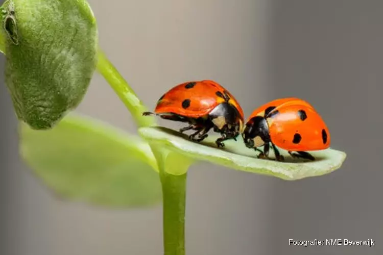 Op safari in de achtertuin van Kinderboerderij De Baak op 28 september