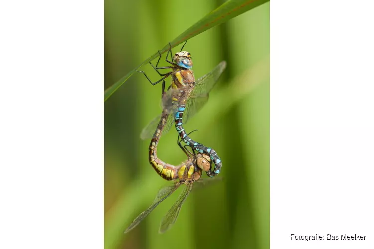 College les Bas Meelker – Macrofotografie