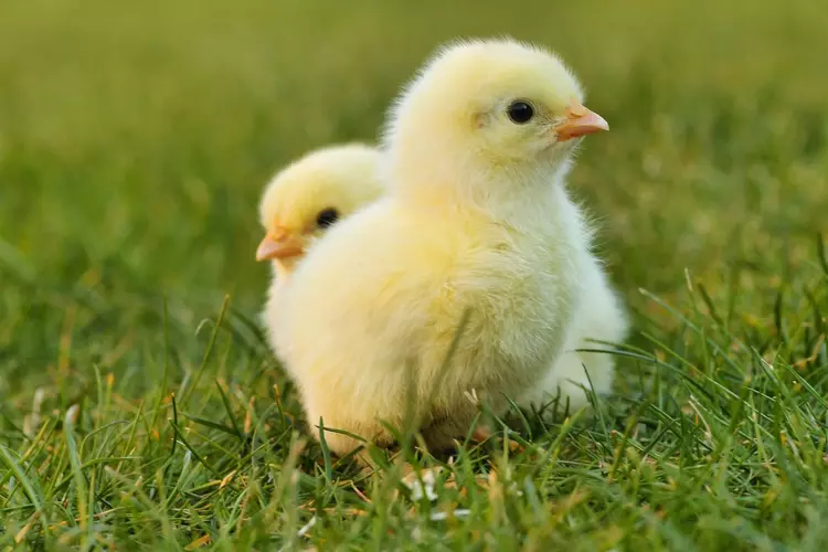 Het is voorjaar op en rond Kinderboerderij De Baak