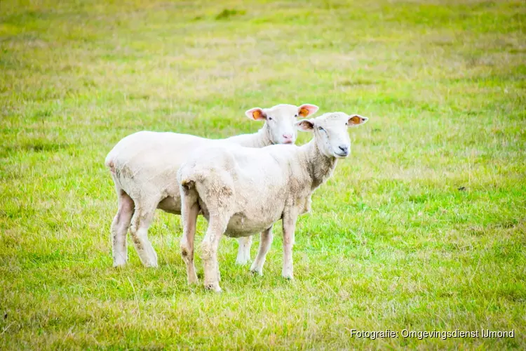 Er worden schapen geschoren bij Kinderboerderij de Baak