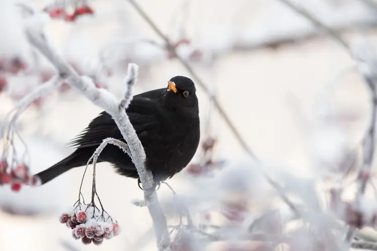 Vogels in de winter op en rond Kinderboerderij De Baak