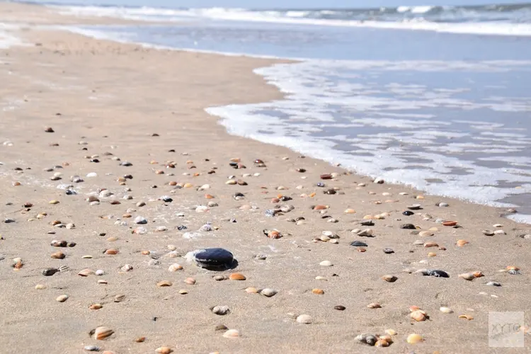 "Ontdek het leven op het strand tijdens strandexcursie Wijk aan Zee