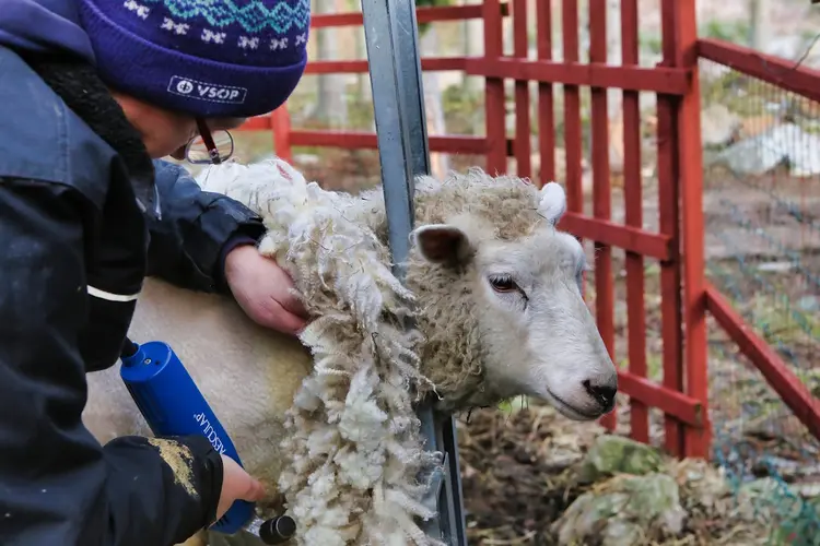 Er worden schapen geschoren bij Kinderboerderij de Baak