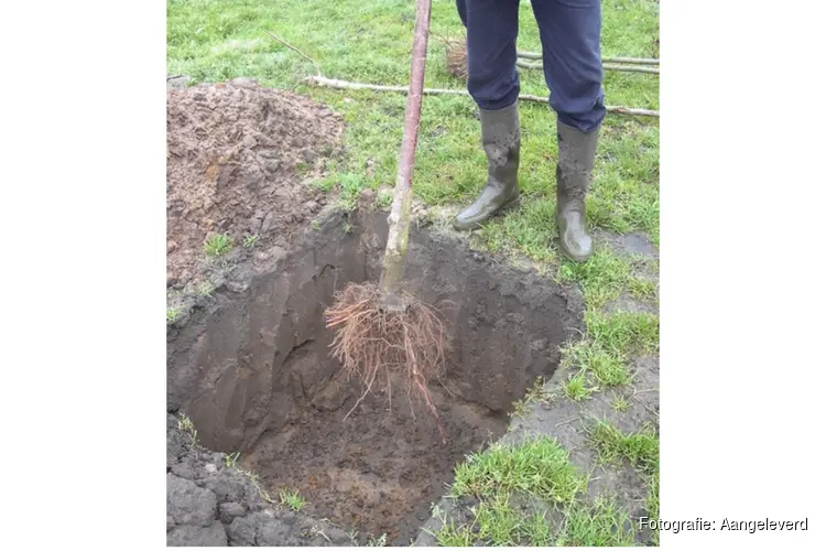 Beverwijk gaat Poly-bomen herplanten