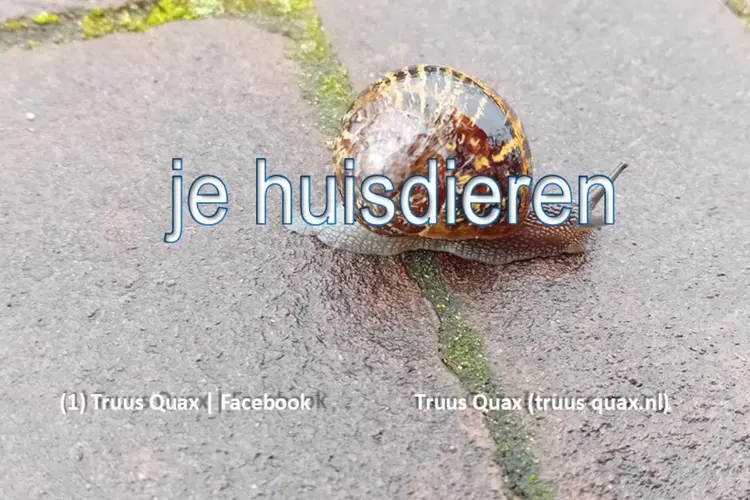 Je huisdieren