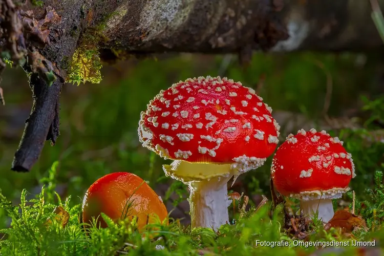 Herfstwandeling in het bos van park Westerhout