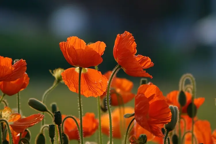 Plantactie GroenSpoor brengt meer kleur en biodiversiteit naar de Merwedestraat