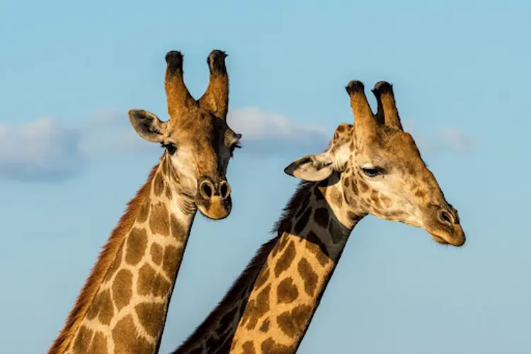 Nieuwe geboortes en belangrijke veranderingen in Safaripark Beekse Bergen