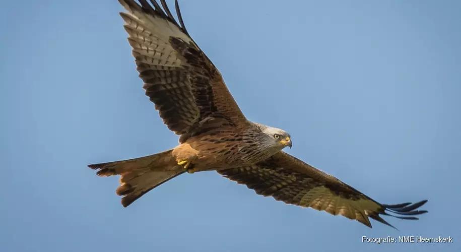 Roofvogellezing voor volwassenen op 18 mei in het Koetshuijs