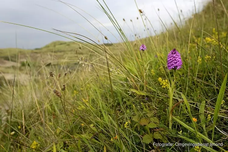 Fotowandeling voor volwassenen op 23 juni in het Noord-Hollands Duinreservaat