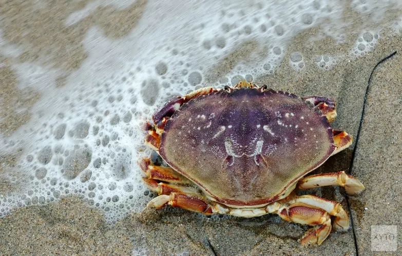 Vissen, recyclen, speuren en sieraden maken op het strand van Wijk aan Zee