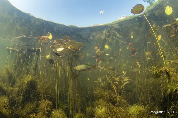 Lezing ‘Blik onder water’ bij fotografiecentrum ISOO