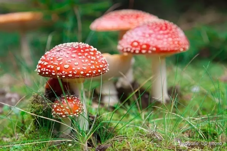 Speur naar de herfst in park Westerhout