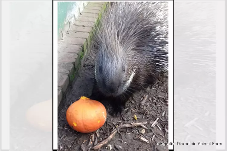 Halloween op Dierentuin Animal Farm, maar dan anders