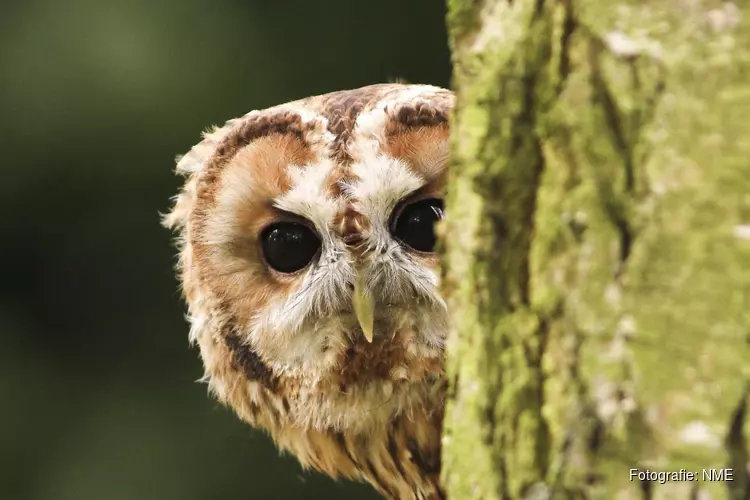 Themamiddag op kinderboerderij De Baak in teken van uilen